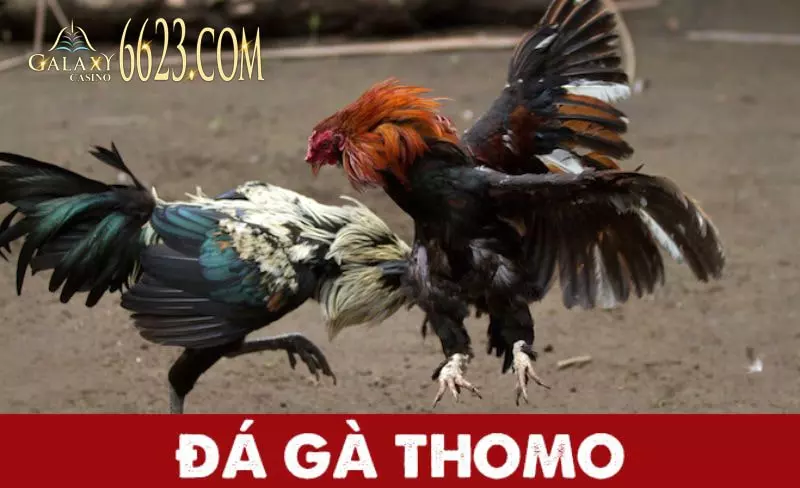 Tìm hiểu phương thức, loại kèo đá gà trực tuyến phổ biến