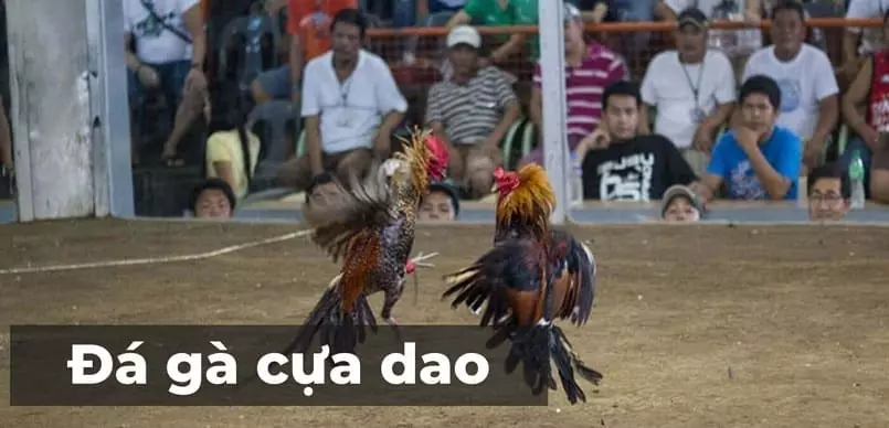 Đá Gà Cựa Dao Là Gì? Bí Quyết Đặt Cược Gà Cựa Dao Luôn Thắng
