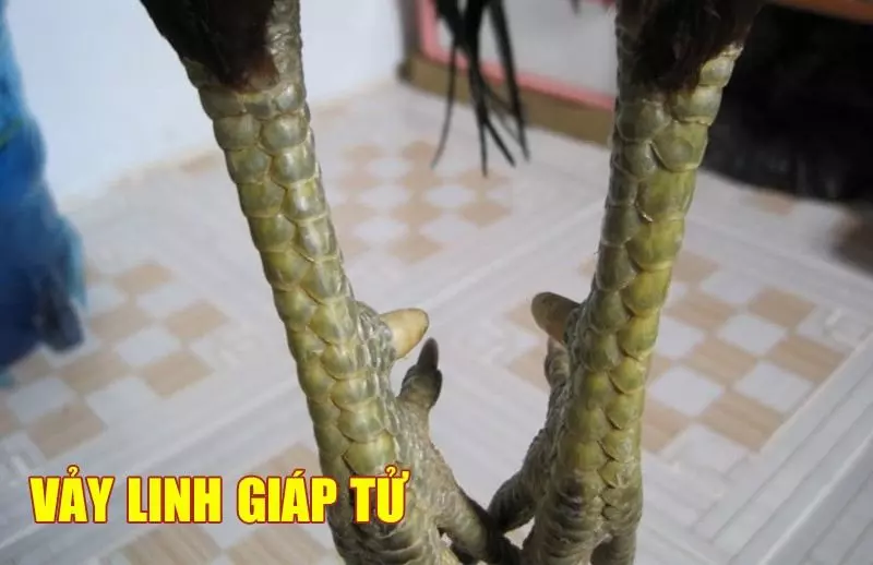 Vảy gà linh giáp tử