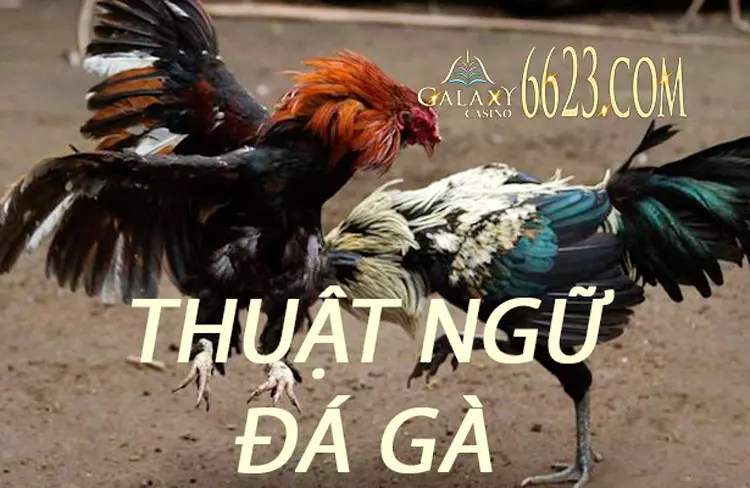 Hiểu được những thuật ngữ và luật khi chơi đá gà