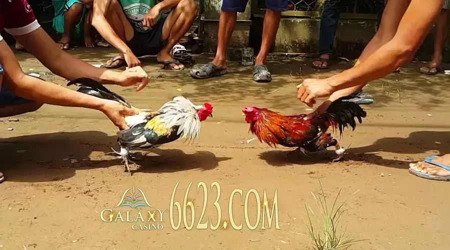 Kinh nghiệm cược đá gà trực tuyến bất bại từ cao thủ