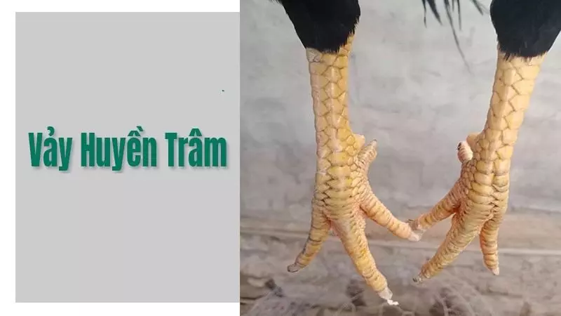 Vảy gà huyền trâm