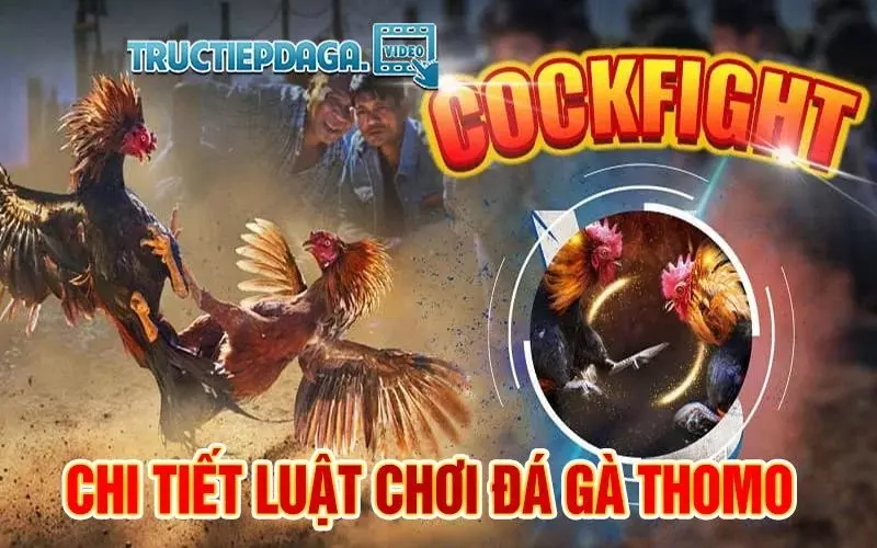 Chi tiết quy tắc chơi đá gà thomo