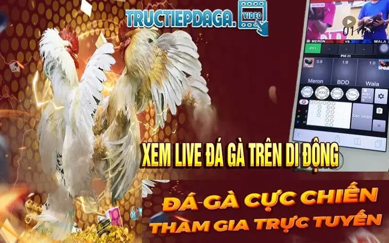 Xem live đá gà trên di động