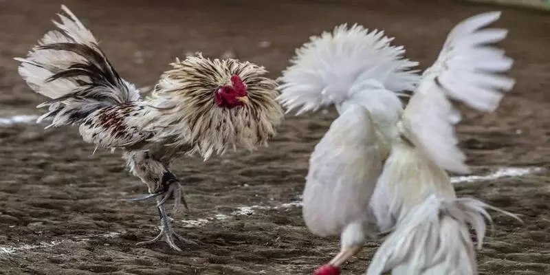 Giao dịch dễ dàng, nhận thưởng nhanh chóng