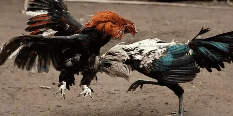 Quy tắc chơi đá gà BJ88 