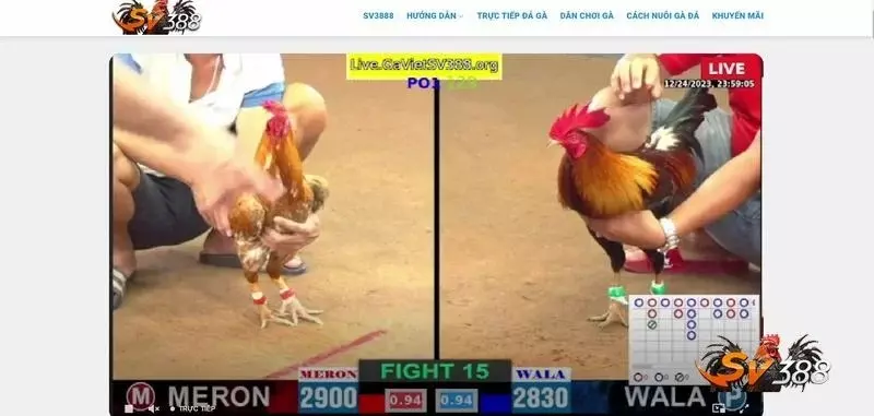 Xem đá gà trực tiếp tại sới