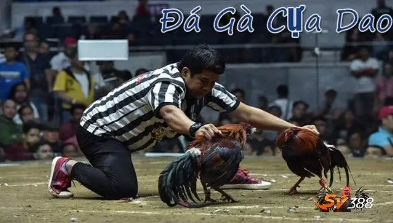 Xem đá gà qua nhà cái sv3888